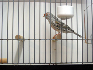 besg hos karl aage 015r